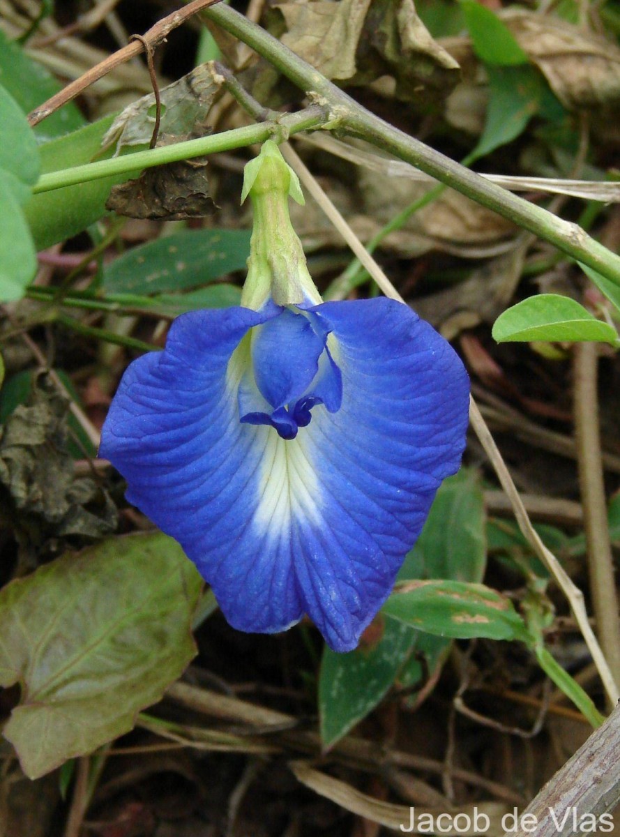 Clitoria ternatea L.